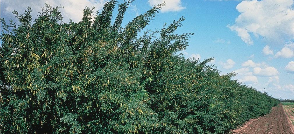 sibirisk ärtbuske häck