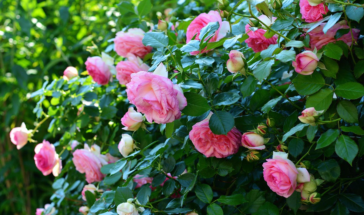 Häck av rosa rosor