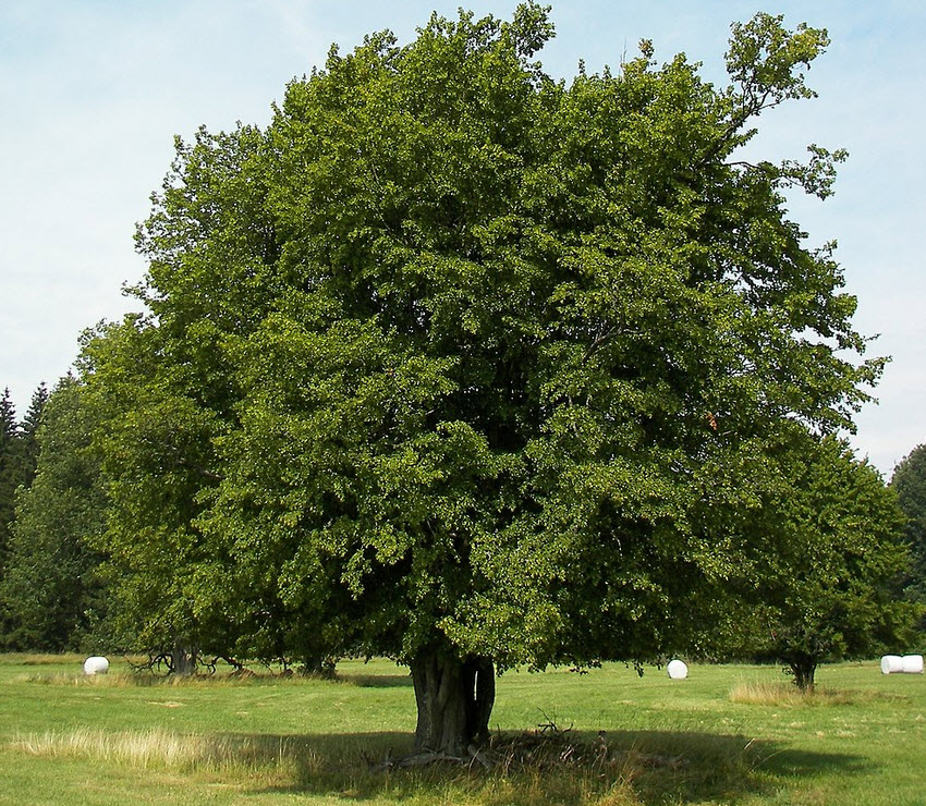 avenbok - vuxet träd