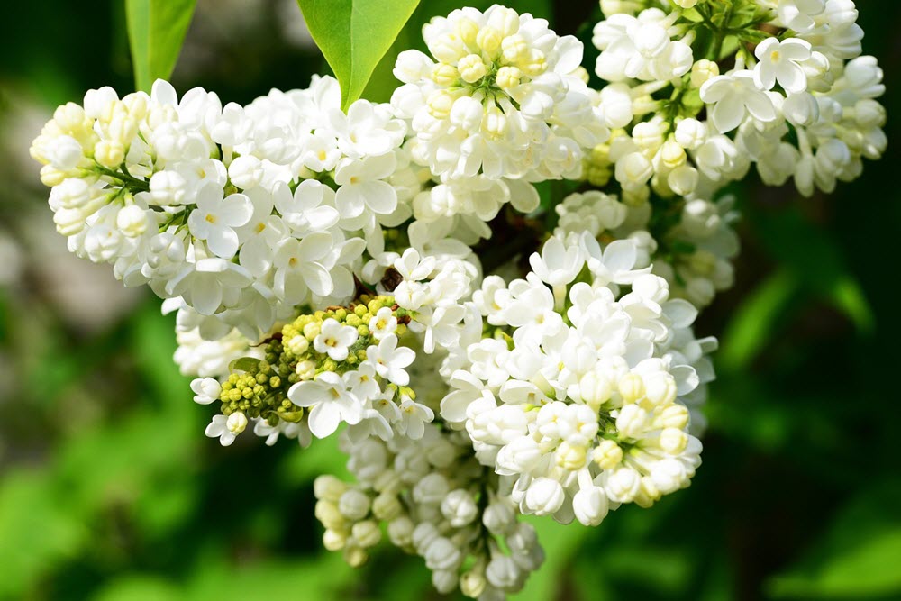 närbild av vita syrenblommor